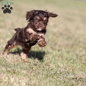 Gingerbread, Cavapoo Puppy